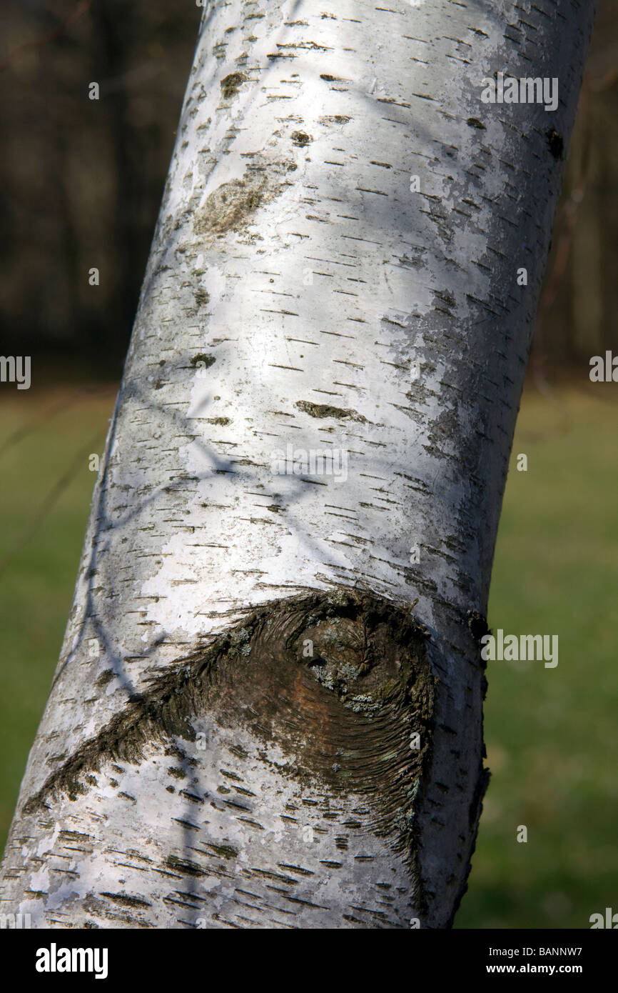 White Birch Tree Trunk (Betula papyrifera) Northern USA, by Carol Dembinsky/Dembinsky Photo Assoc Stock Photo
