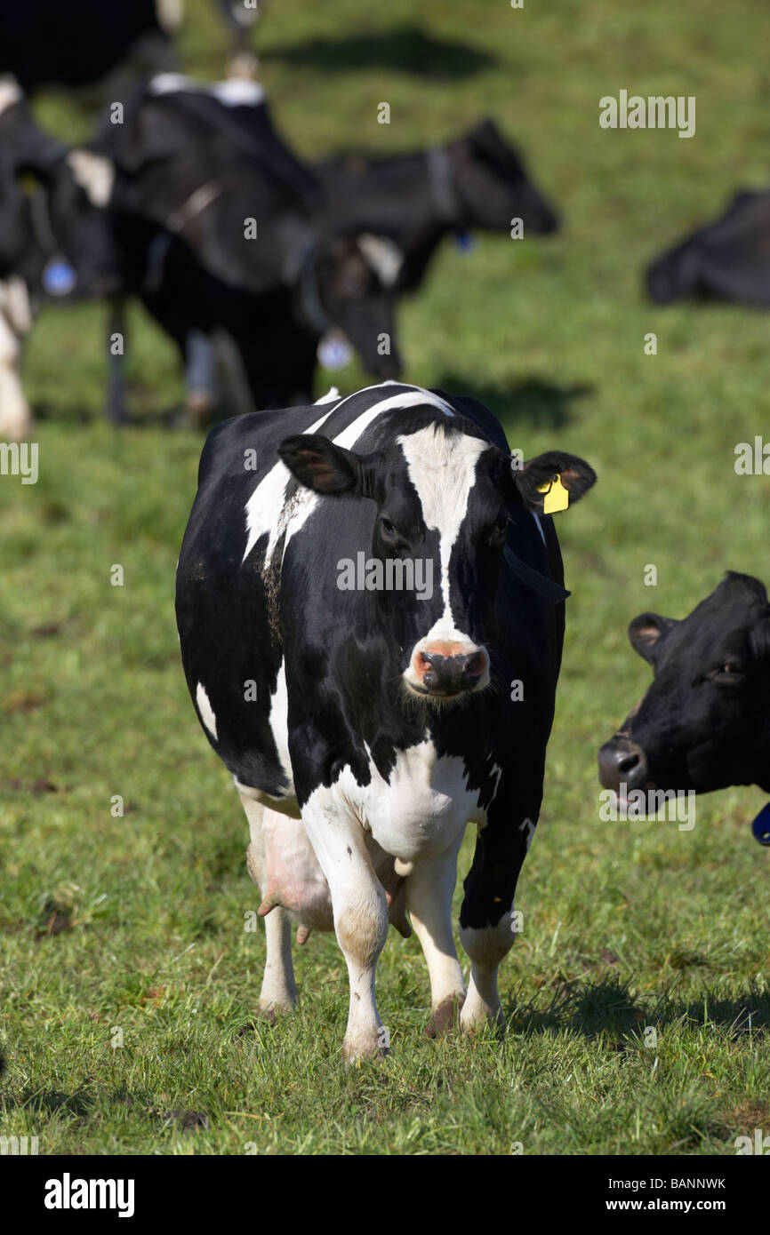 cow looking directly to camera as part of herd of tagged managed cows cattle in a field in county tyrone northern ireland uk Stock Photo
