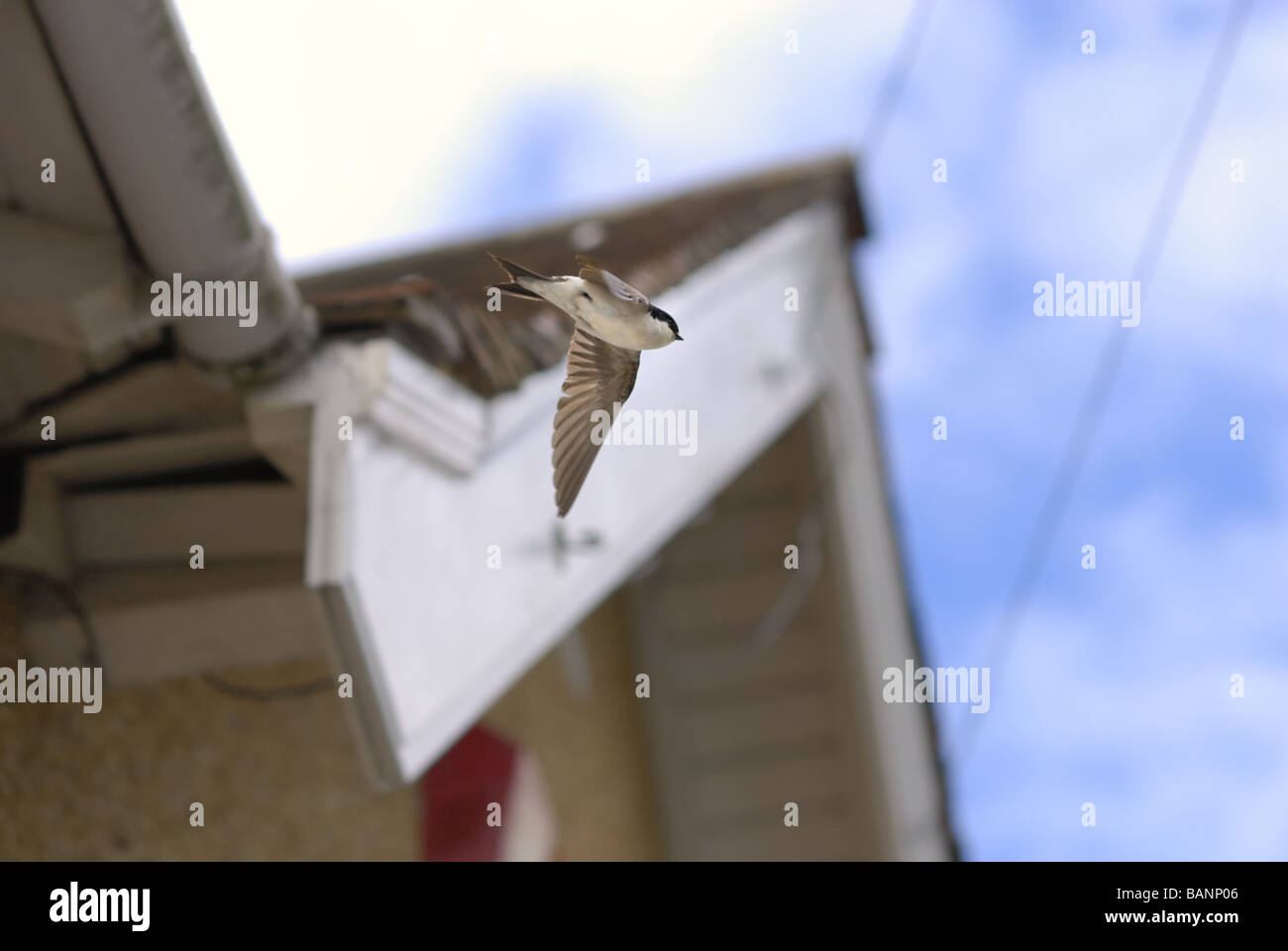 A house martin leaving its nest under the Eaves of a roof in the UK Stock Photo Alamy
