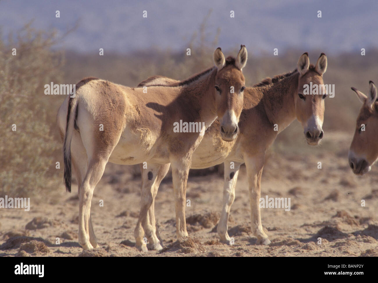 NOT 1087740 PERSIAN ONAGER Equus hemionus onager Hai Bar Nature Reserve Israel Stock Photo