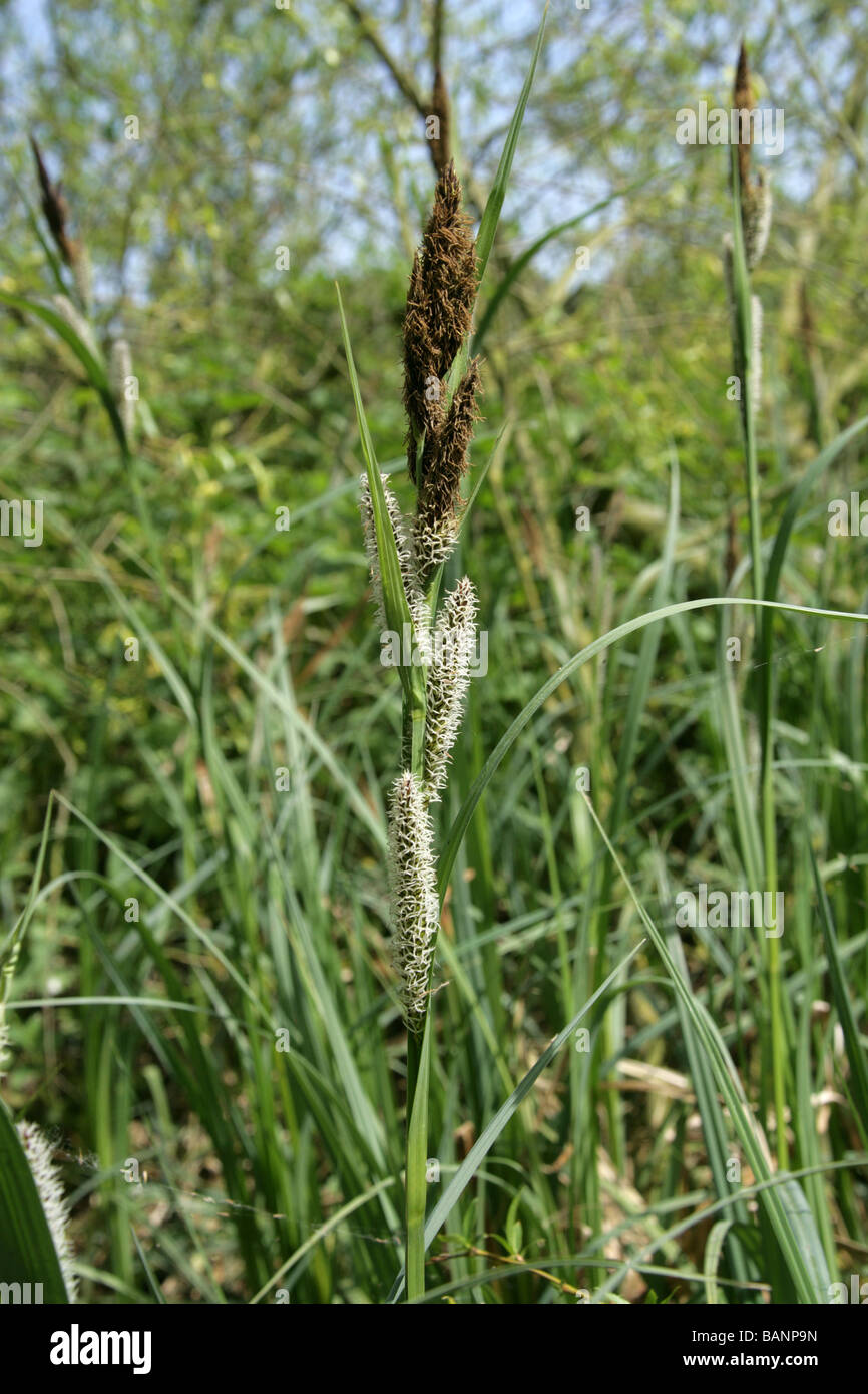 Lesser Pond Sedge, Carex acutiformis, Cyperaceae Stock Photo