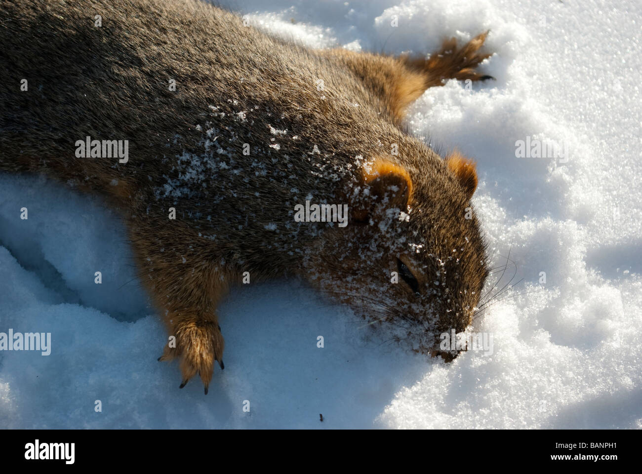 A close view of a squirrel which has made a last attempt to find food and  shelter before collapsing in the freezing weather, and has recently died. Stock Photo