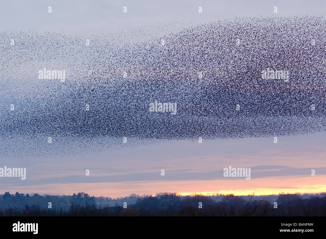 A flock of Starlings, Sturnus vulgaris, flying to roost at dusk over Sedgemoor, in Somerset, England. Stock Photo