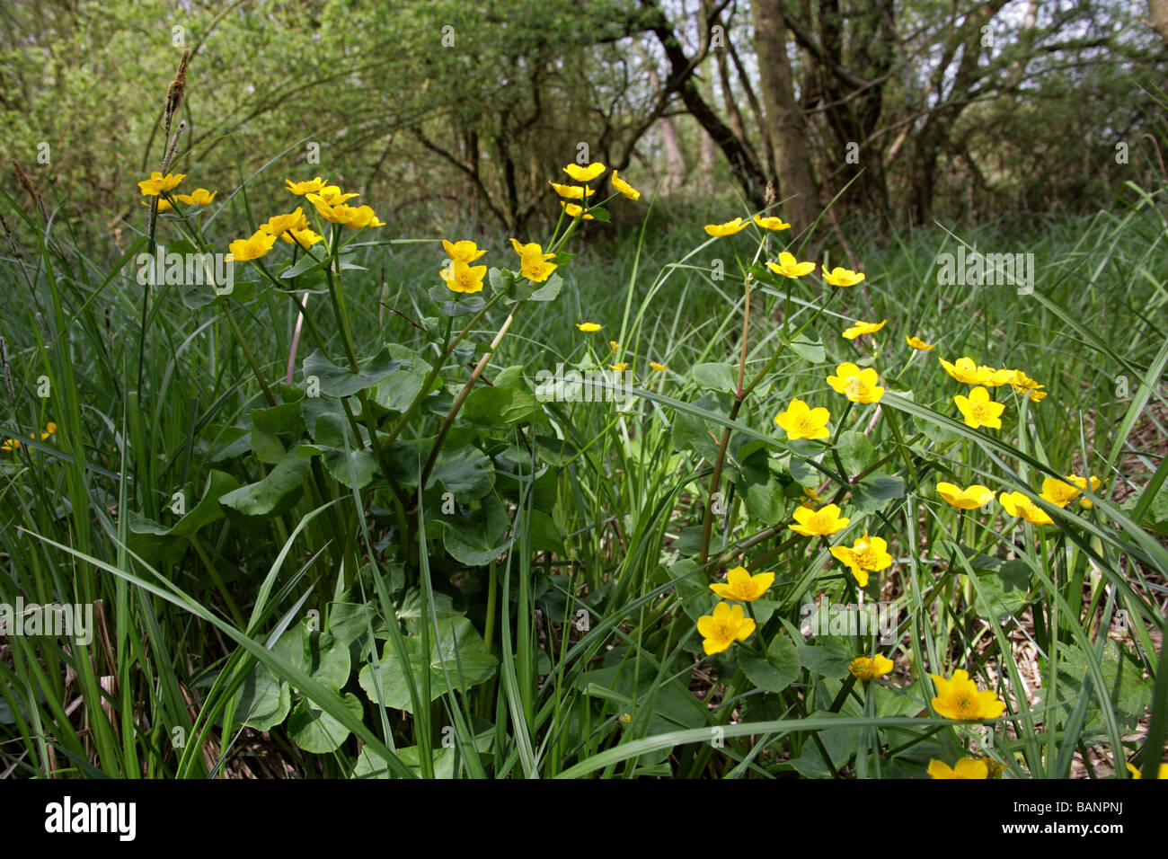 Marsh Marigold, Caltha palustris, Ranunculaceae Stock Photo