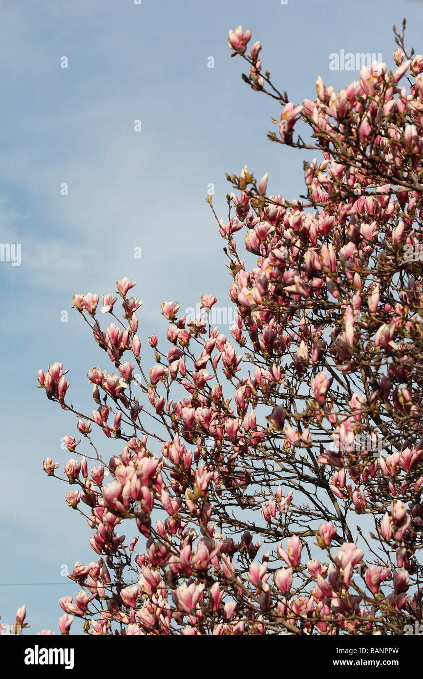 Pink Magnolia x Soulangeana beautiful flowering tree close up low angle ...