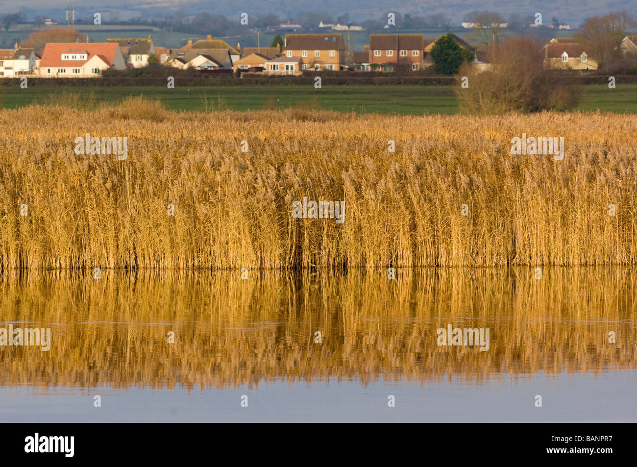 Phragmites reedbeds at Shapwick Heath nature reserve, on the Somerset Levels or Sedgemoor, with the village of Westhay nearby. Stock Photo