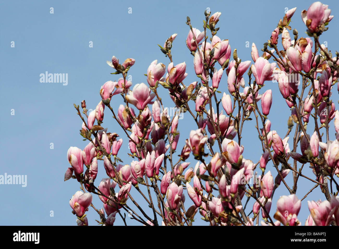 Pink Magnolia x Soulangeana beautiful flowering tree against blue sky ...