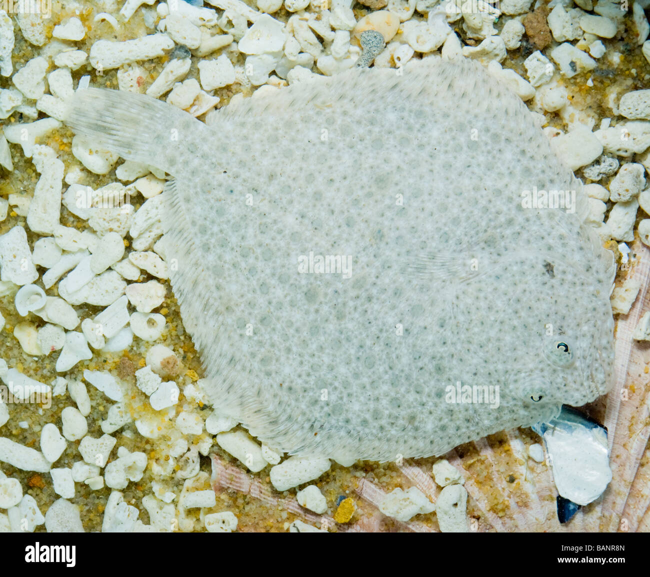Turbot, Psetta maxima, concealed on the sea floor in shallow water. Stock Photo