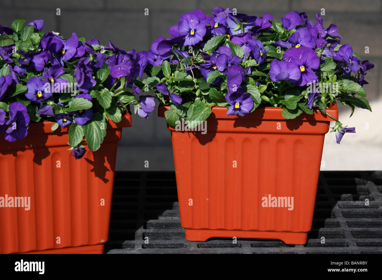 Purple violets flowers in pots the stand goods for sale in the USA