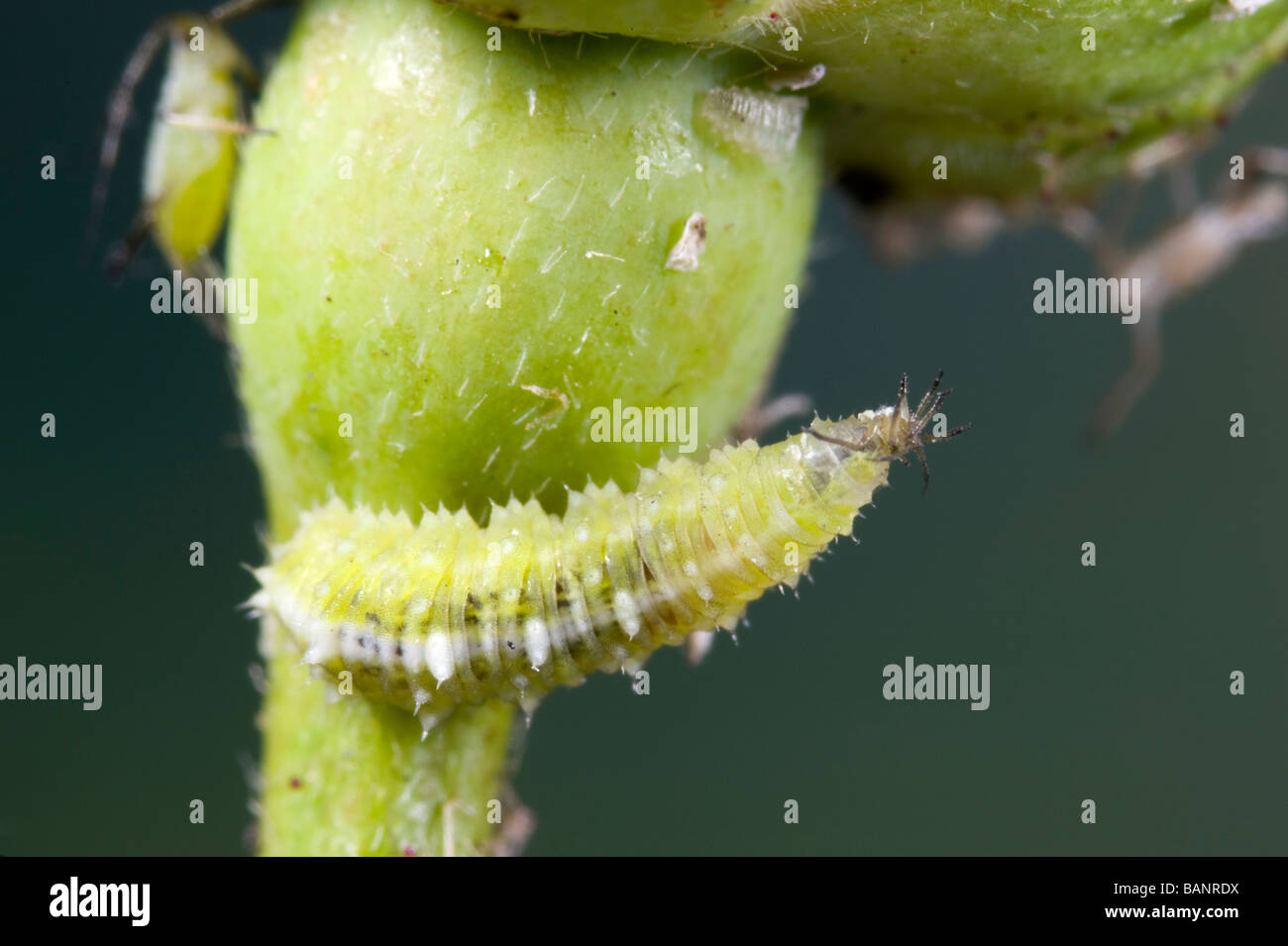 Hover fly larva catches an aphid Stock Photo