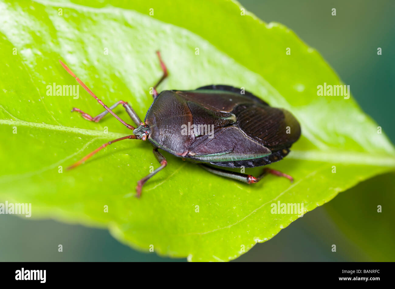 Citrus bug hires stock photography and images Alamy