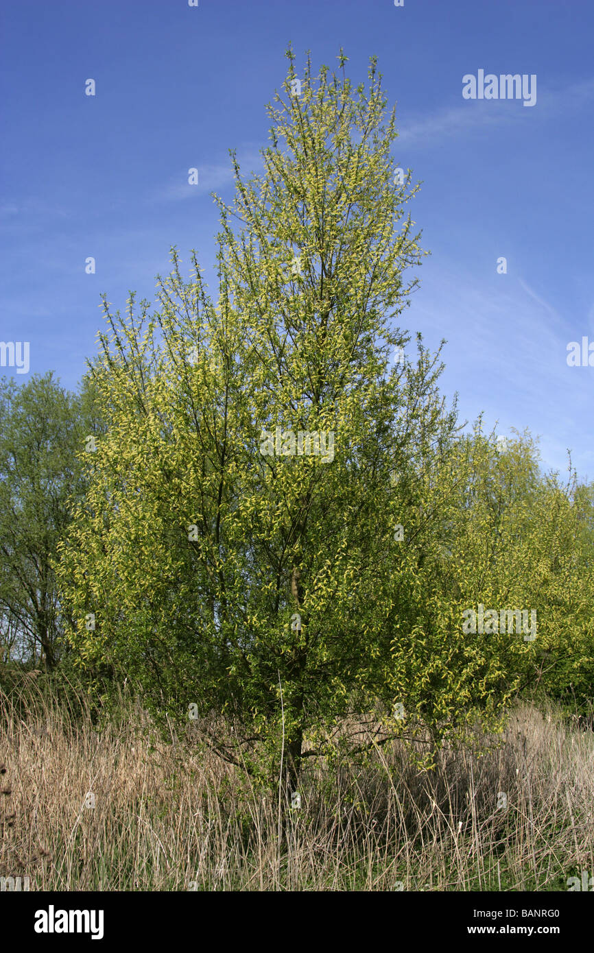 White Willow, Salix alba, Salicaceae, Male Catkins in April Stock Photo