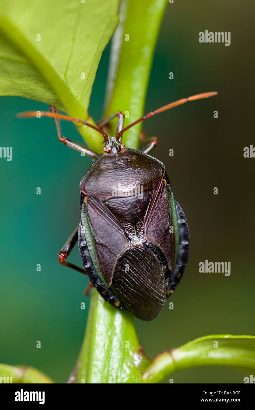 The bronze orange bug is a pest of citrus in Australia Stock Photo