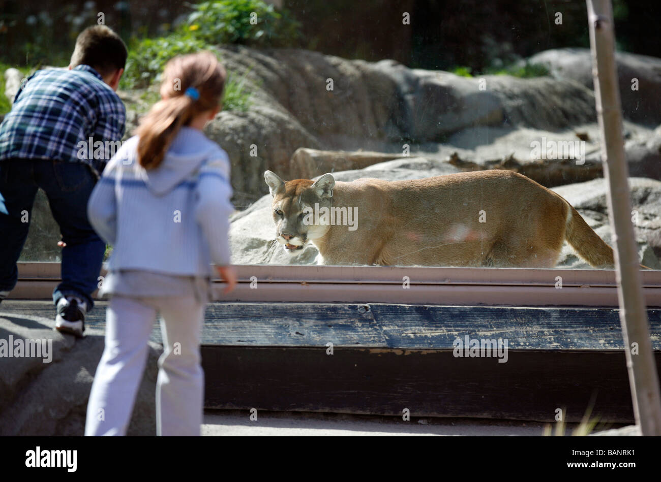 Cougar Stone Zoo Massachusetts Stock Image Cougar Stone Zoo Massachusetts Stock Image