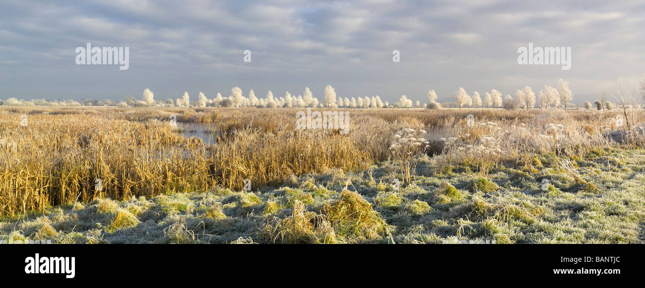 A view of the wetlands at Sedgemoor, part of the Somerset Levels in England, under heavy frost in winter. Stock Photo