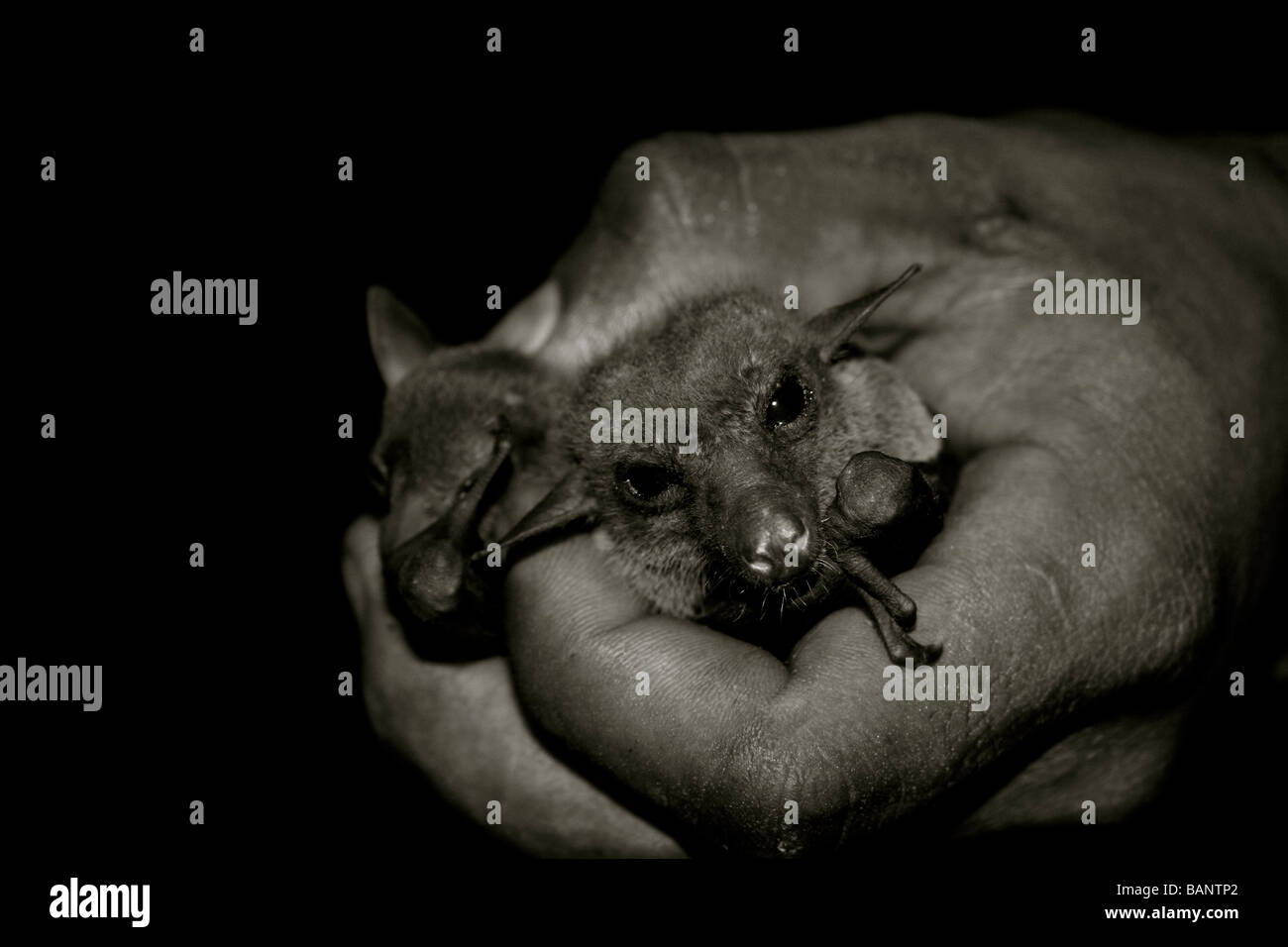 bats in hand Stock Photo - Alamy