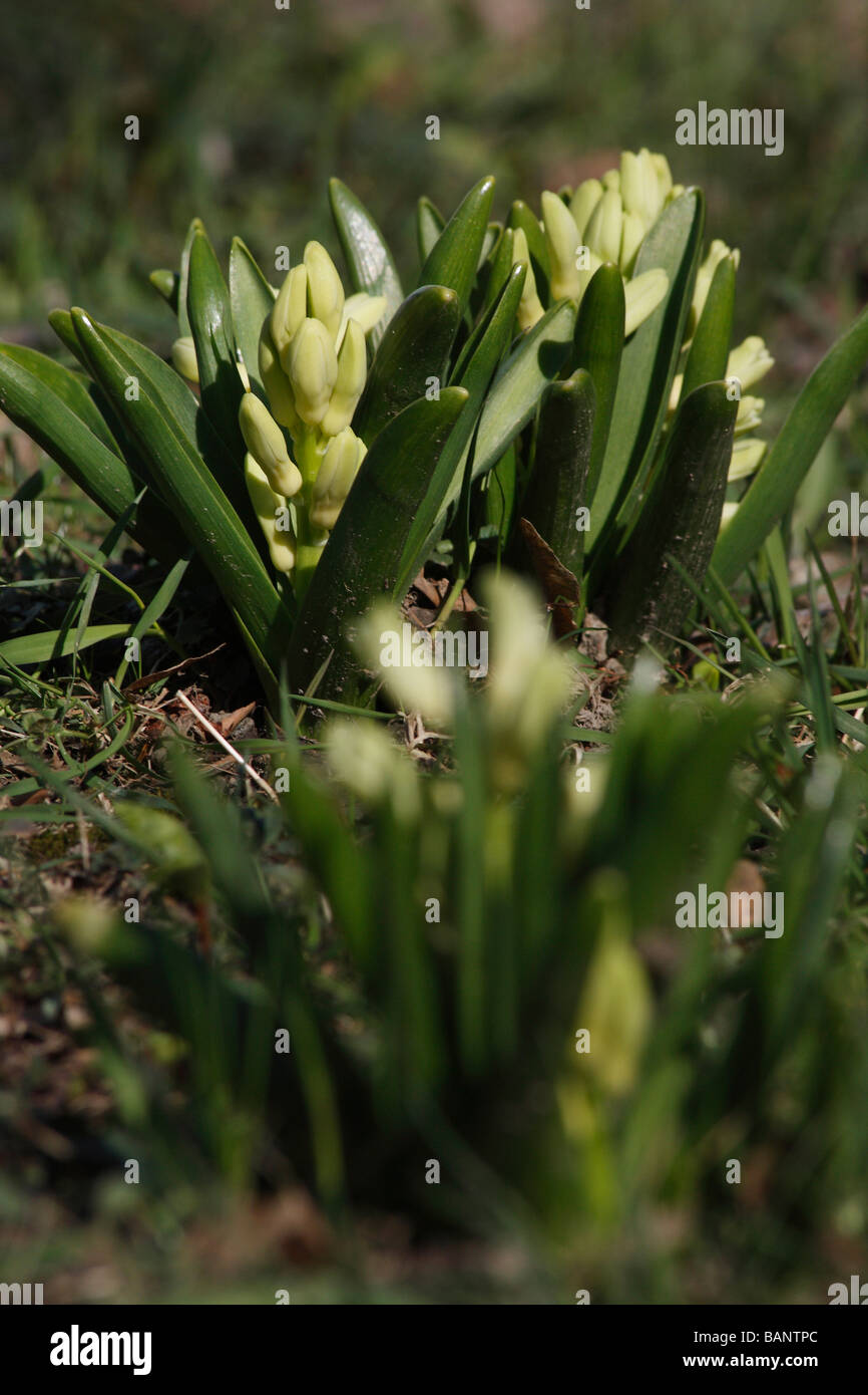 Close up of sprouting the flowers Hyacinth  from ground in the garden Spring time the soil plants vertical nobody hi-res Stock Photo