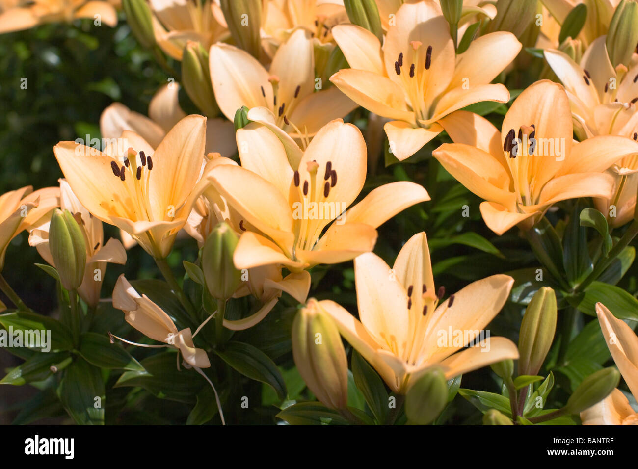 Lillies in light orange colouring in the Australian sun Stock Photo