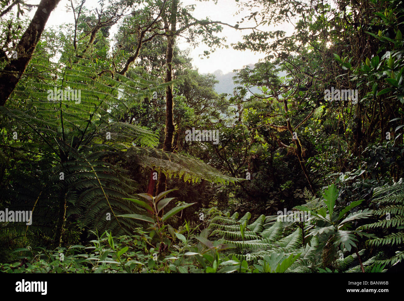 TREE FERNS and THICK GREEN TROPICAL PLANTS in RAINFOREST of MONTEVERDE BIOLOGICAL RESERVE COSTA RICA Stock Photo