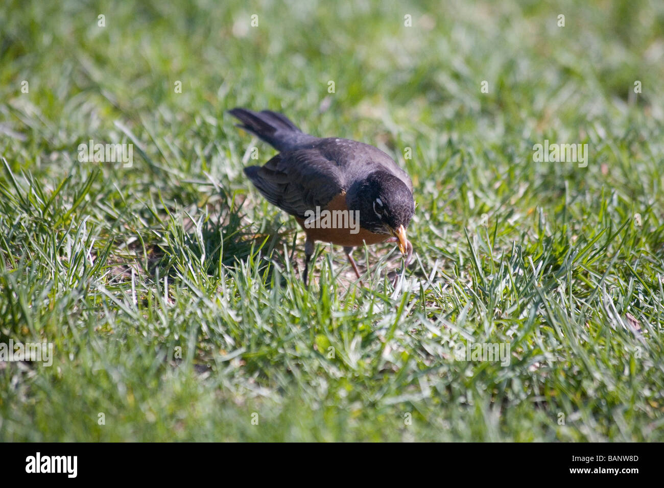 Robin Eating Insect High Resolution Stock Photography and Images - Alamy