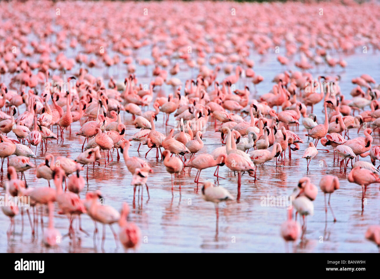 Lesser flamingos congregate by the thousands in the shallow alkaline