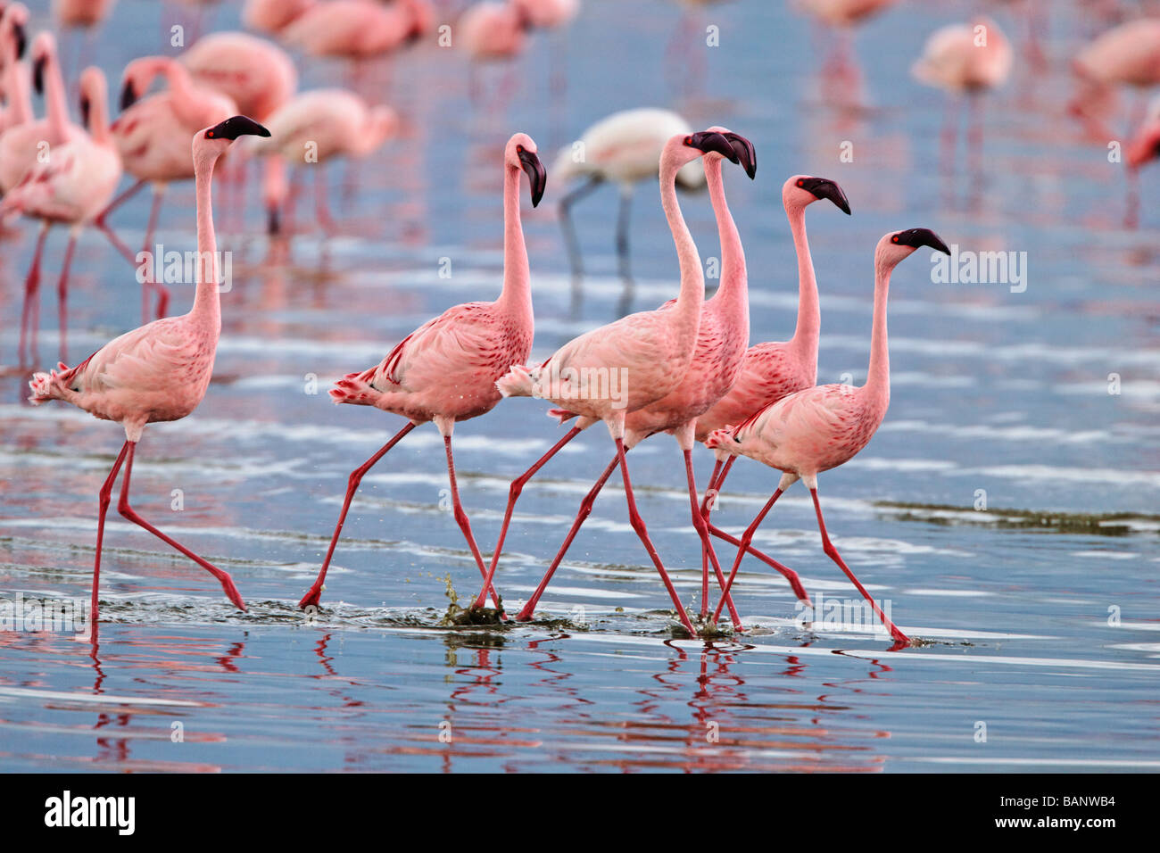 Lesser flamingos congregate by the thousands in the shallow alkaline