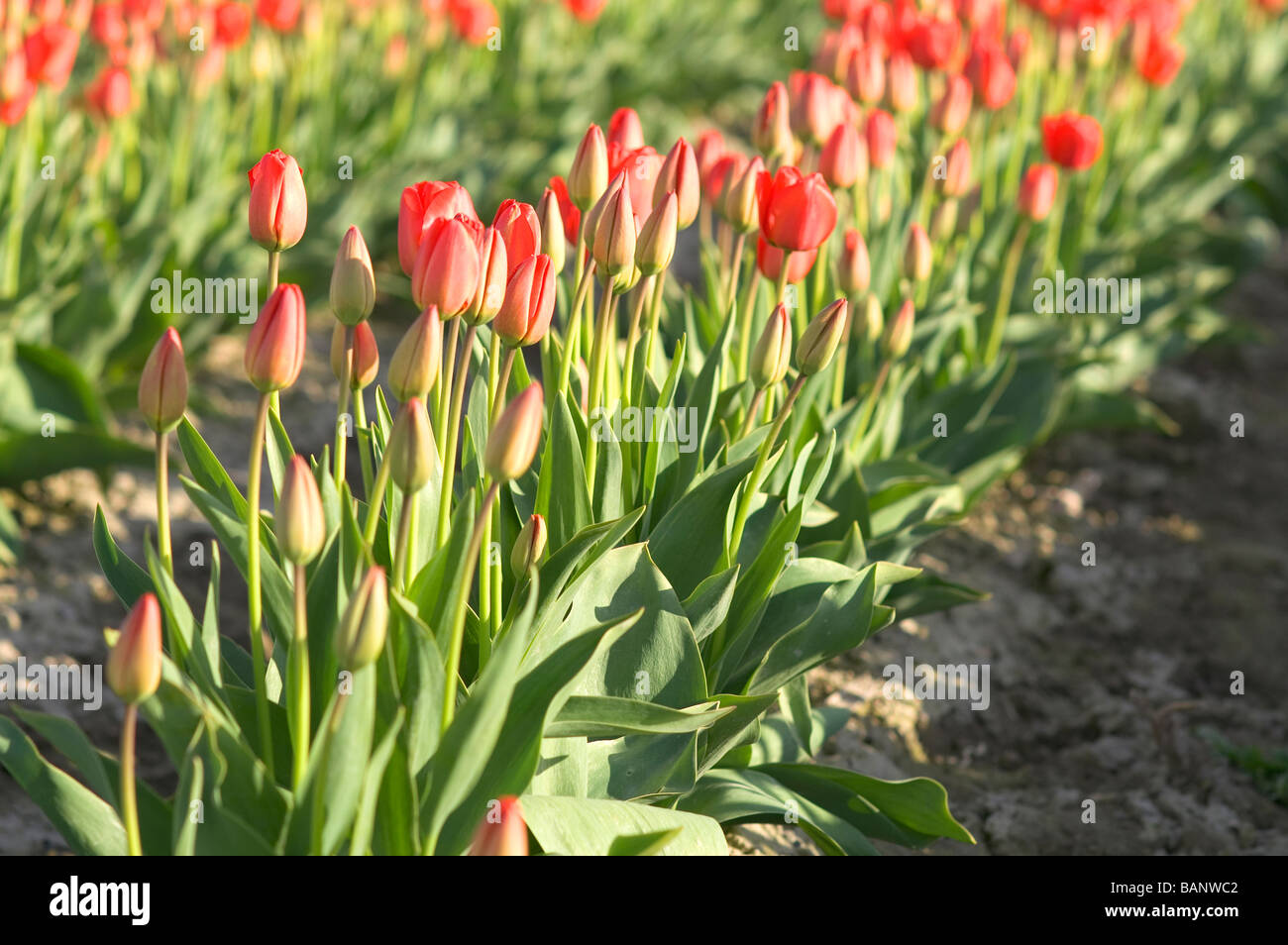 Tulip Fields Skagit Valley Conway Washington Stock Photo