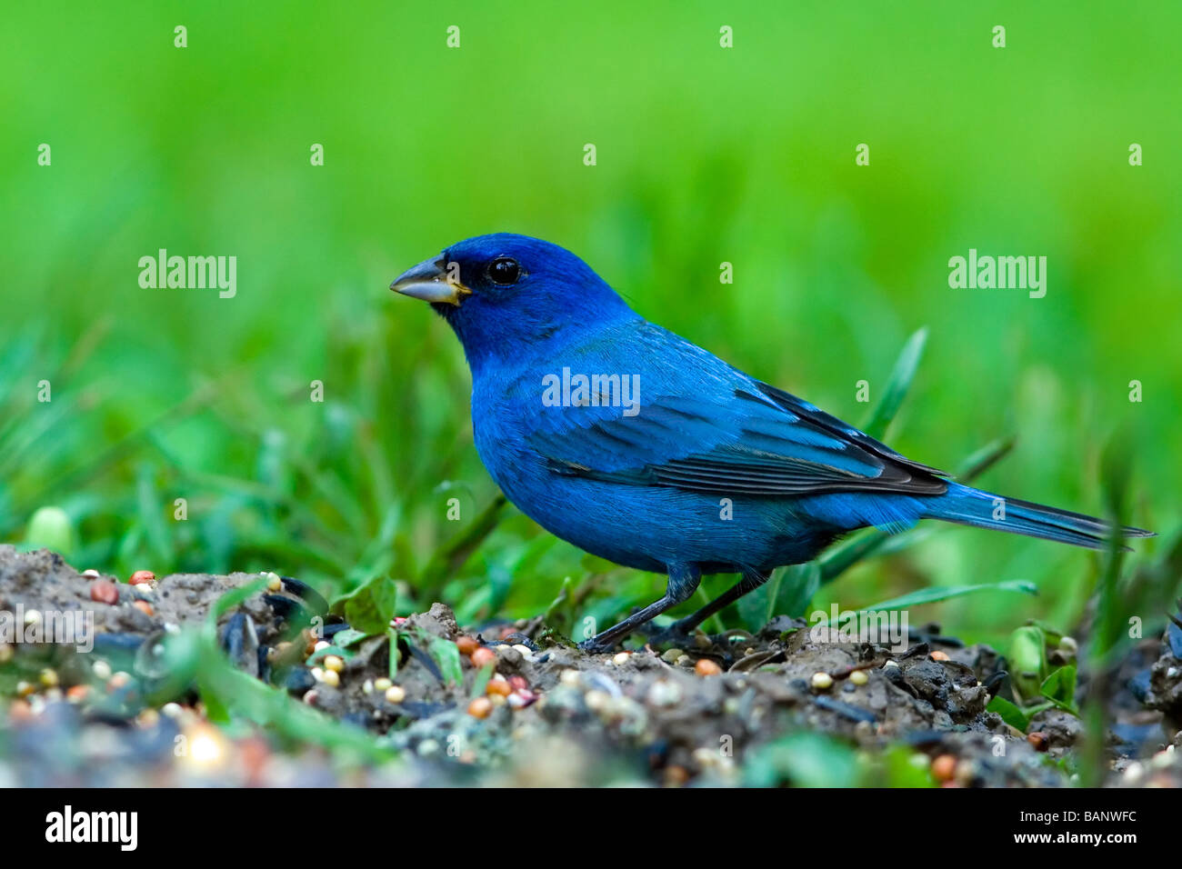 Indigo Bunting Passerina cyanea Stock Photo Alamy