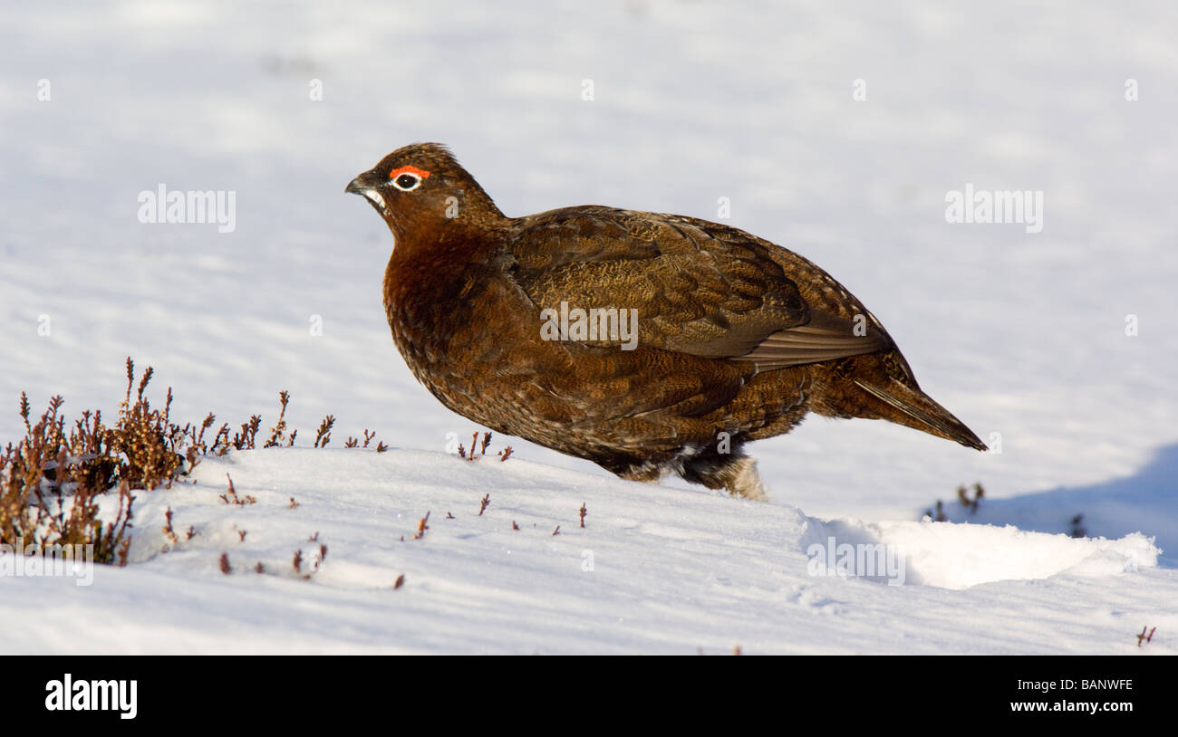 Red Grouse, Lagopus lagopus scoticus, male on heather moor in snow, Scottish Highlands. Stock Photo