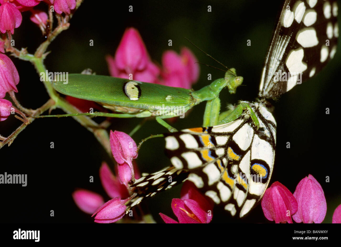 Preying Mantis eating a Lime Butterfly  Papilio demoleus  shot at Tadoba Andhari Tiger Reserve. Stock Photo