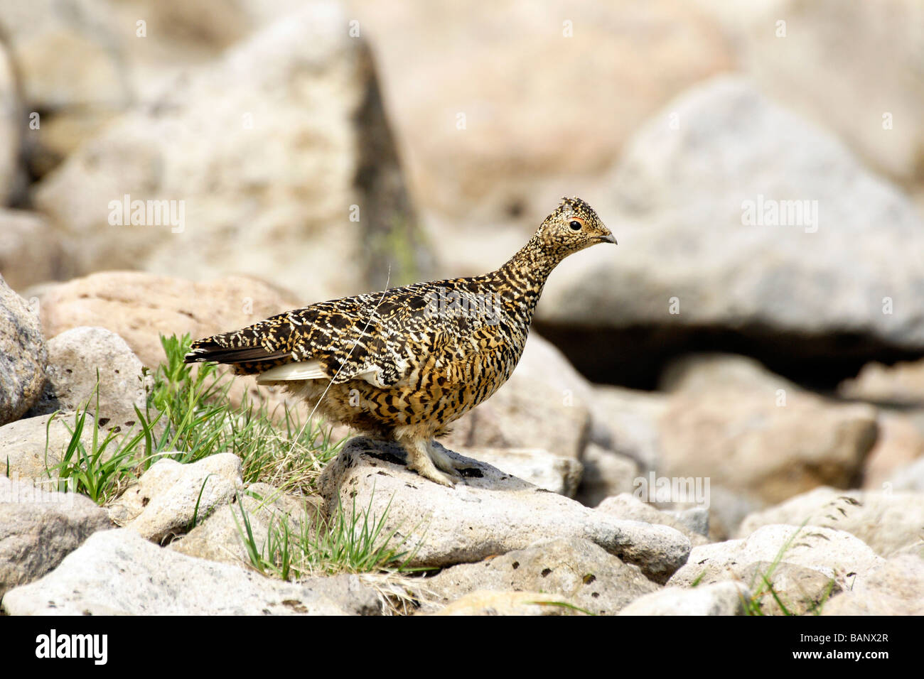 Siberian rock ptarmigan (Lagopus mutus). Stock Photo