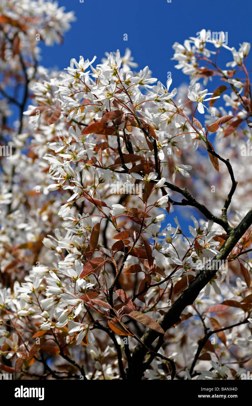 Shadblow Serviceberry Amelanchier canadensis Snowy Mespilus white flowers blue sky Stock Photo