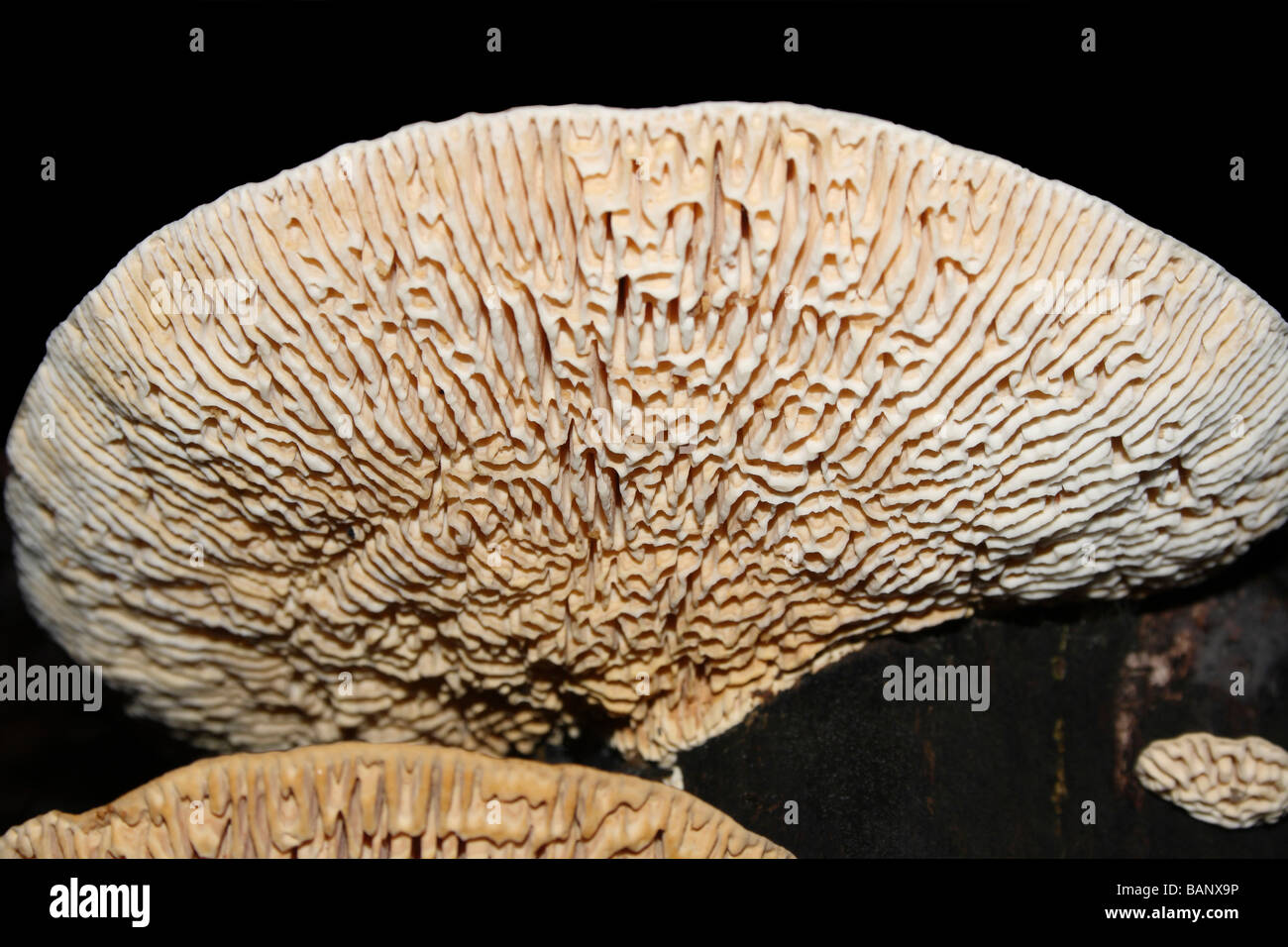 Mushroom. (Bracket Fungi.) Raigad. Stock Photo
