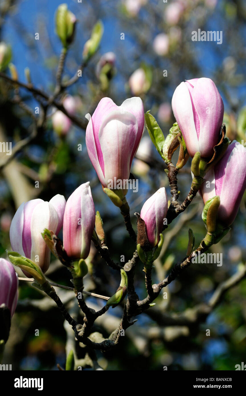 magnolia x soulangeana white pink blush flowers bloom blossom blue sky ...