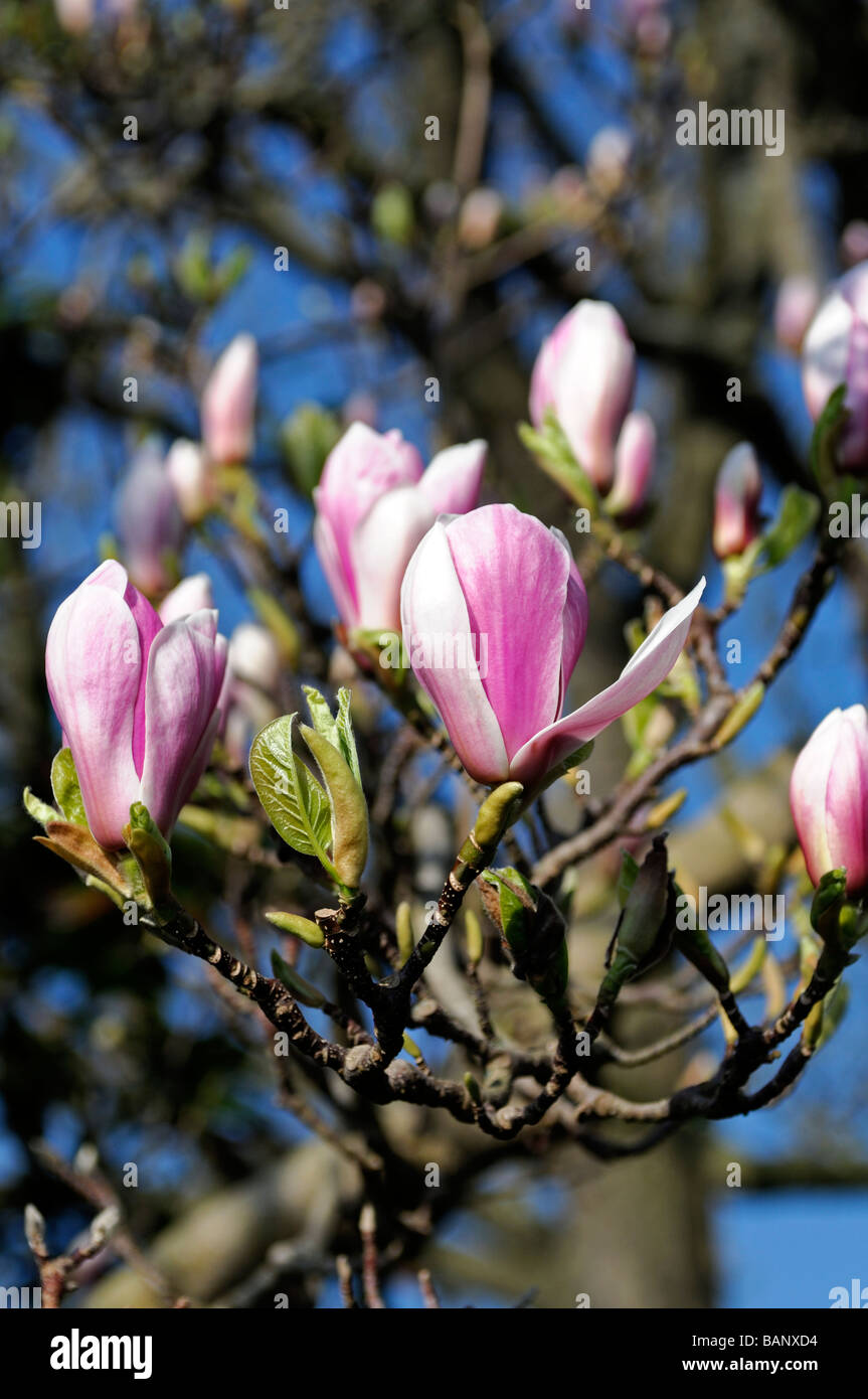magnolia x soulangeana white pink blush flowers bloom blossom blue sky ...