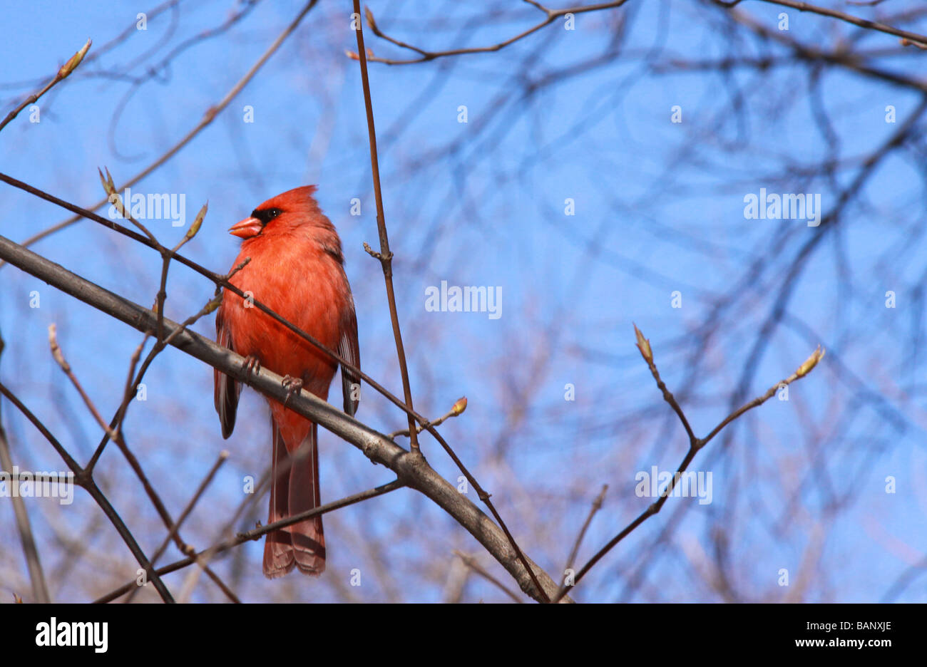 Central park christmas time hires stock photography and images Alamy