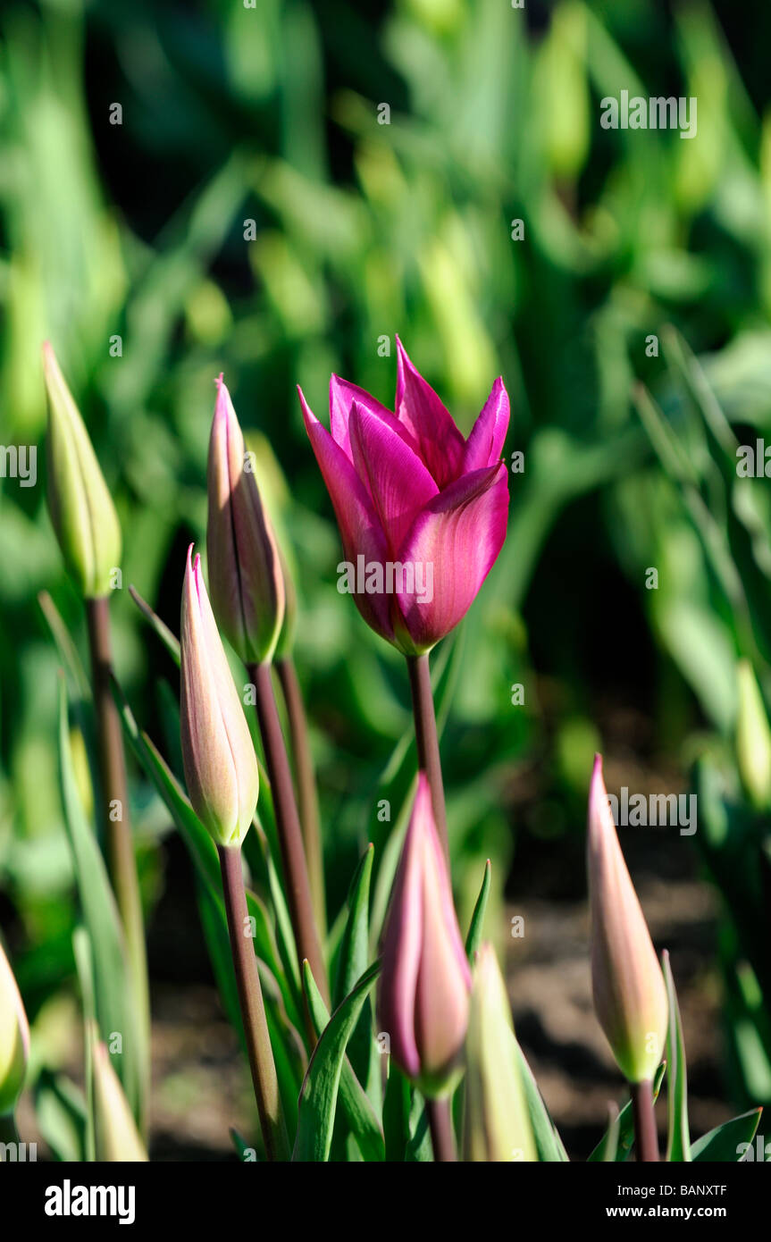 magenta tulip tulipa ballade lily flowered group flower bloom blossom species variant var sp variety color colour Stock Photo