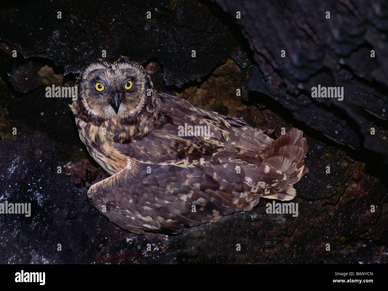 The SHORT EARED OWL Asio flammeus one of the islands only natural