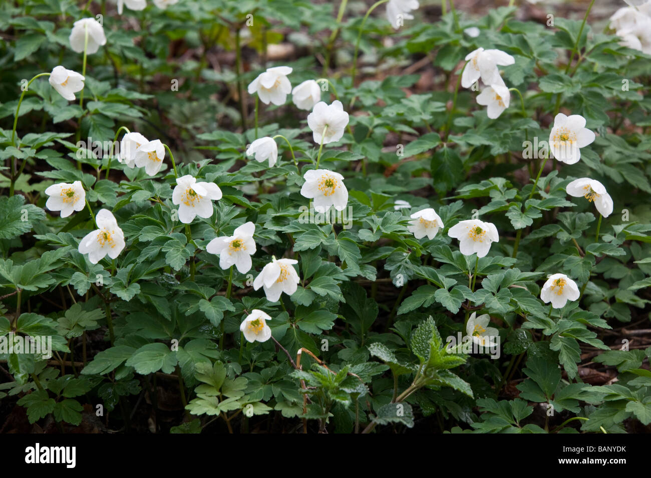 Anemone nemorosa windflower hires stock photography and images Alamy