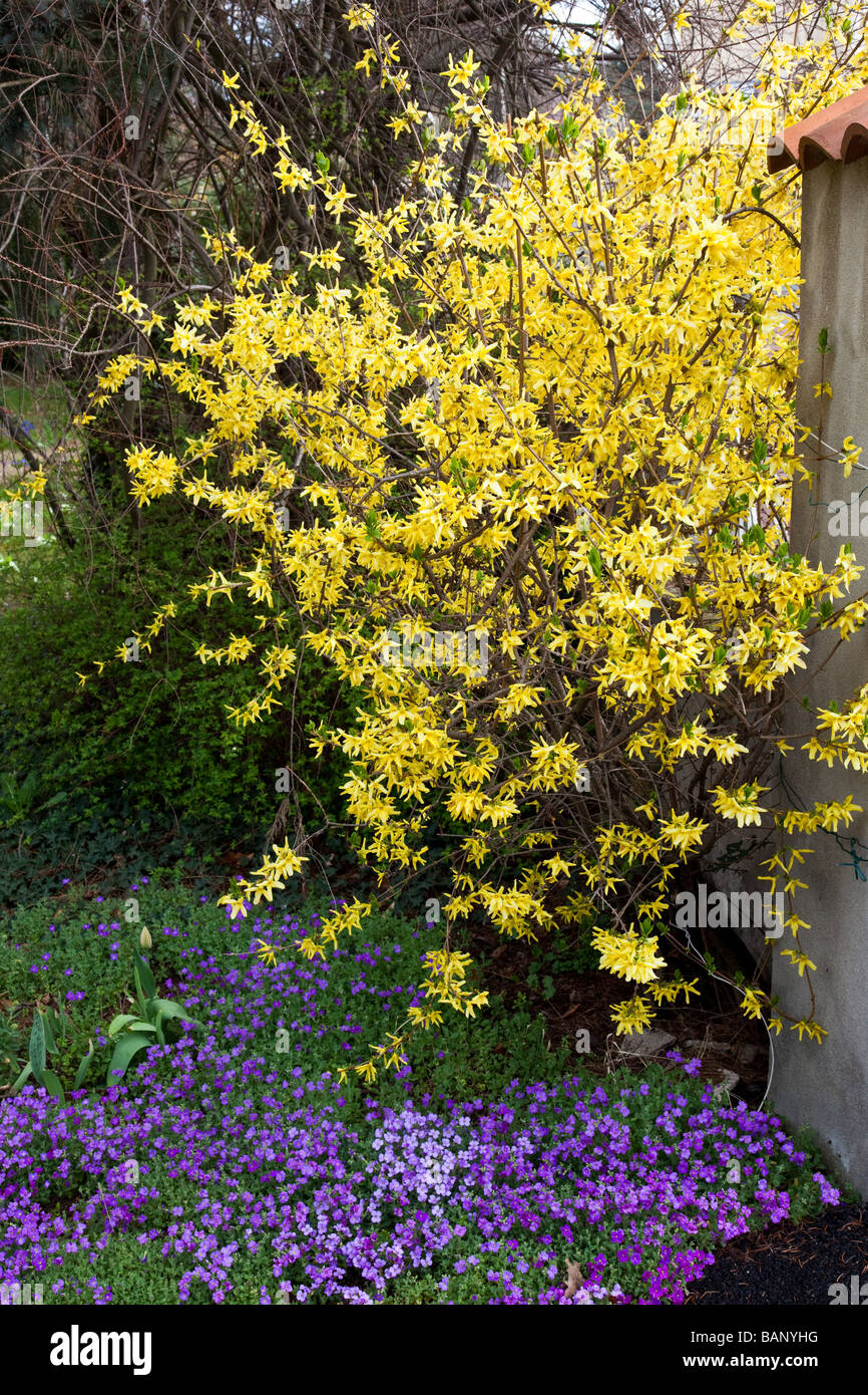 Forsythia flowering in spring with carpet of Aubrieta underneath Stock Photo