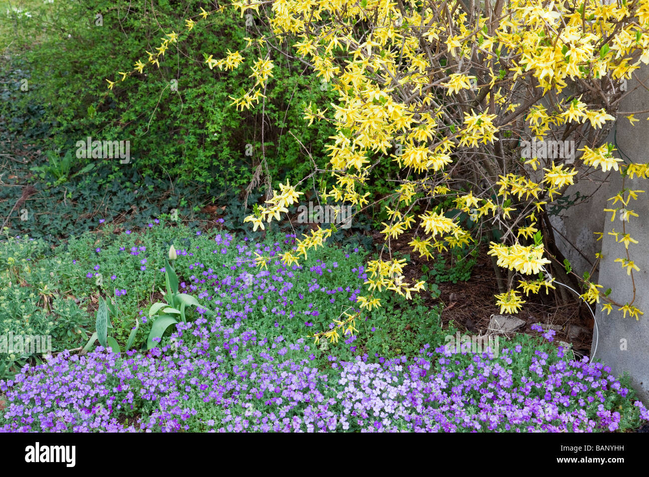 Forsythia flowering in spring with carpet of Aubrieta underneath Stock Photo