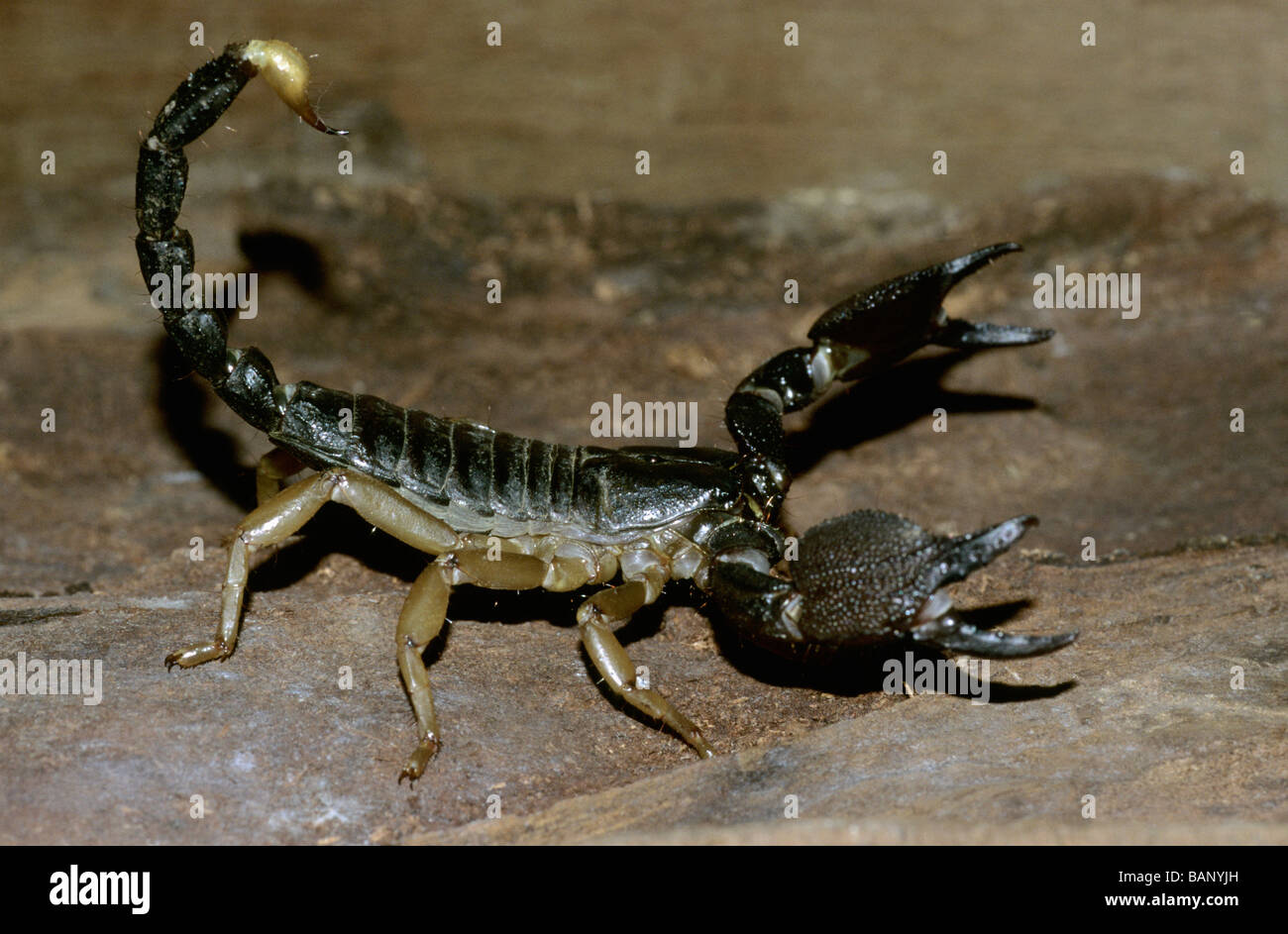 Black Scorpion from Borivali National Park, Mumbai. Stock Photo