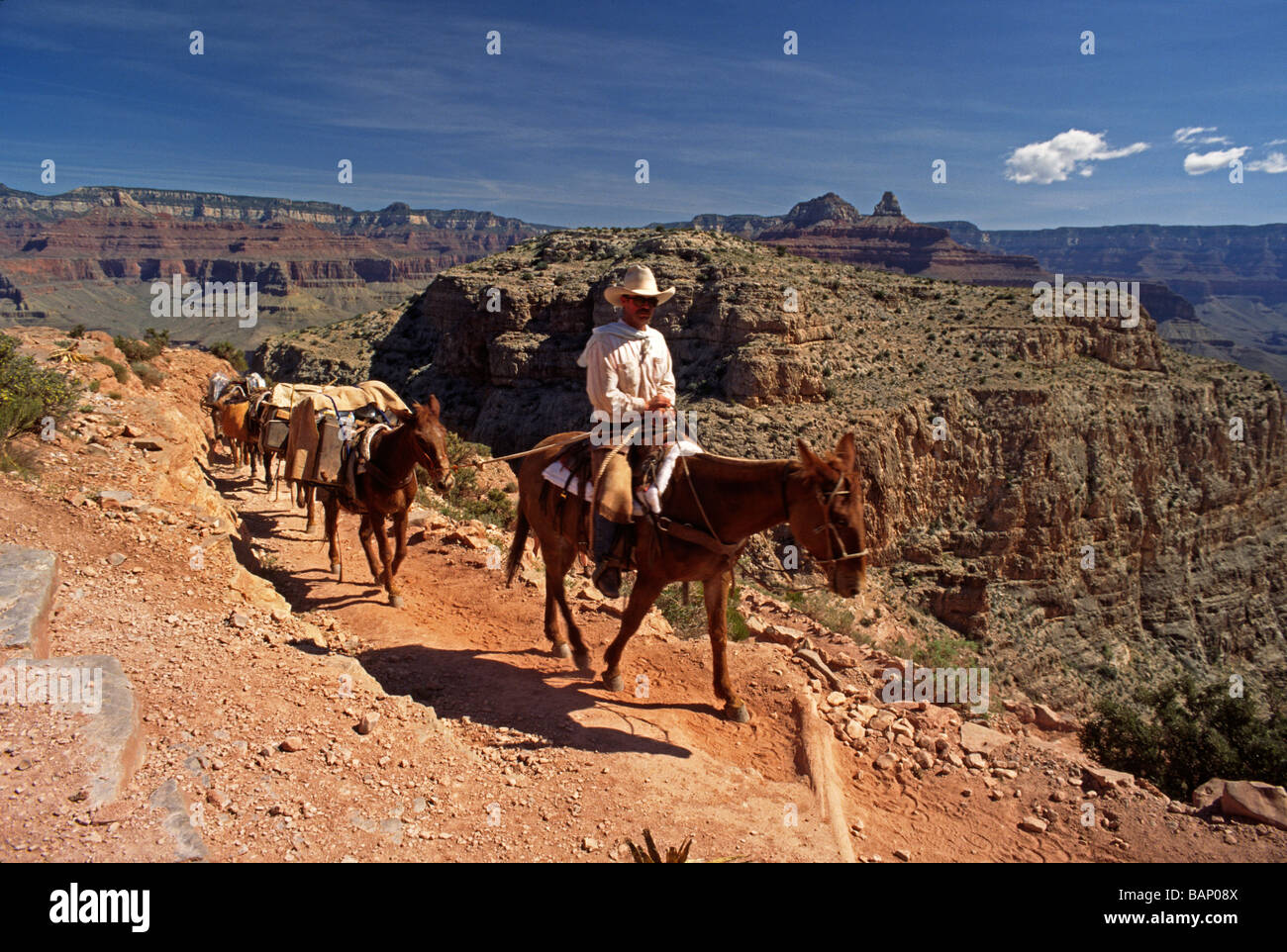 MULE TRAINS are used to transport both people luggage too from PHANTOM RANCH -GRAND CANYON NATIONAL PARK ARIZONA Stock Photo