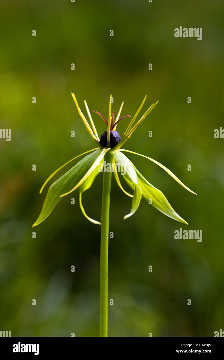Herb Paris Stock Photo
