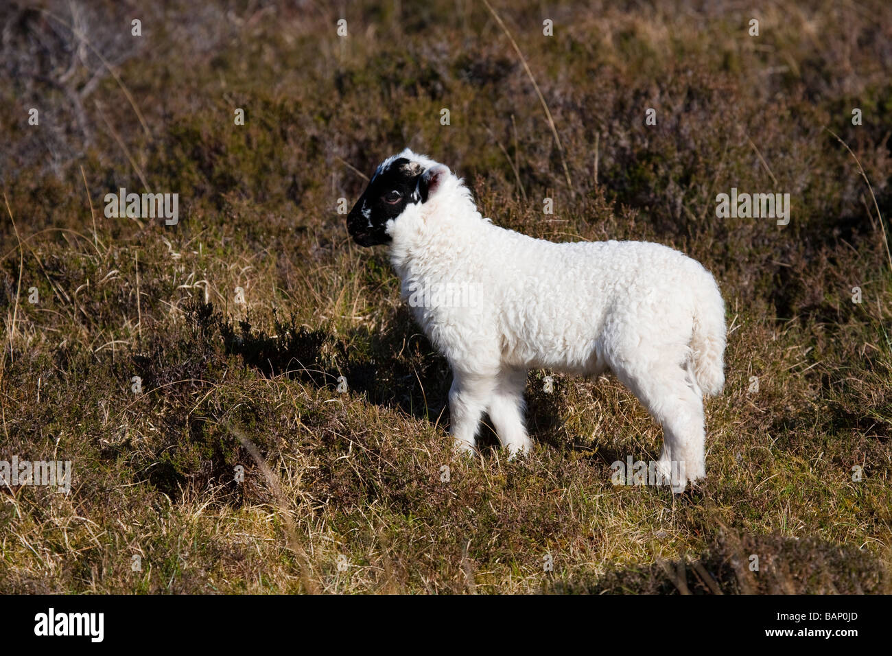 Scottish black-faced sheep, young lamb in the highlands of scotland Stock Photo