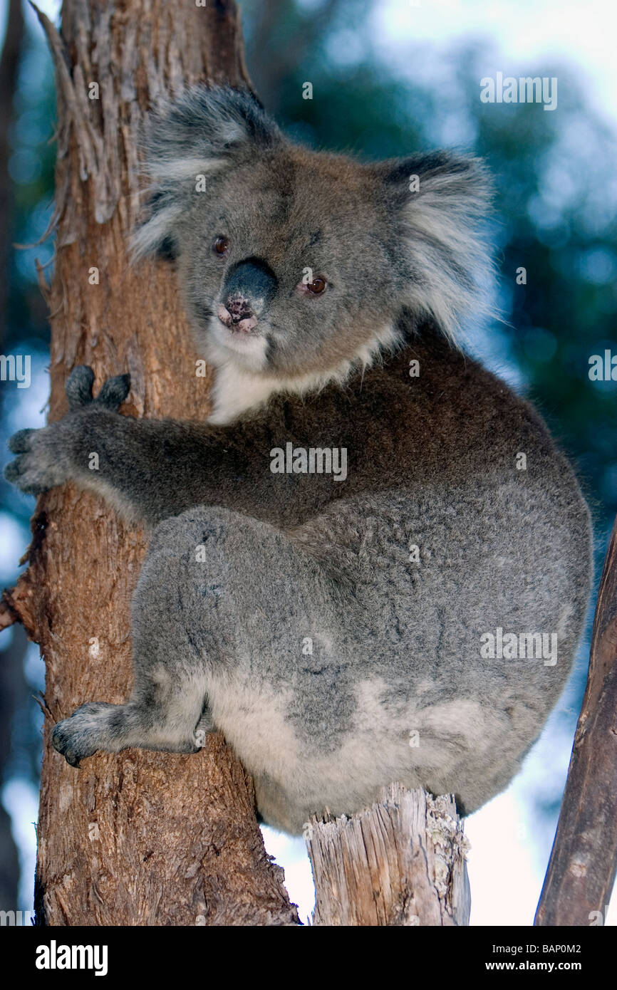 Koala bushland national park hi-res stock photography and images - Alamy