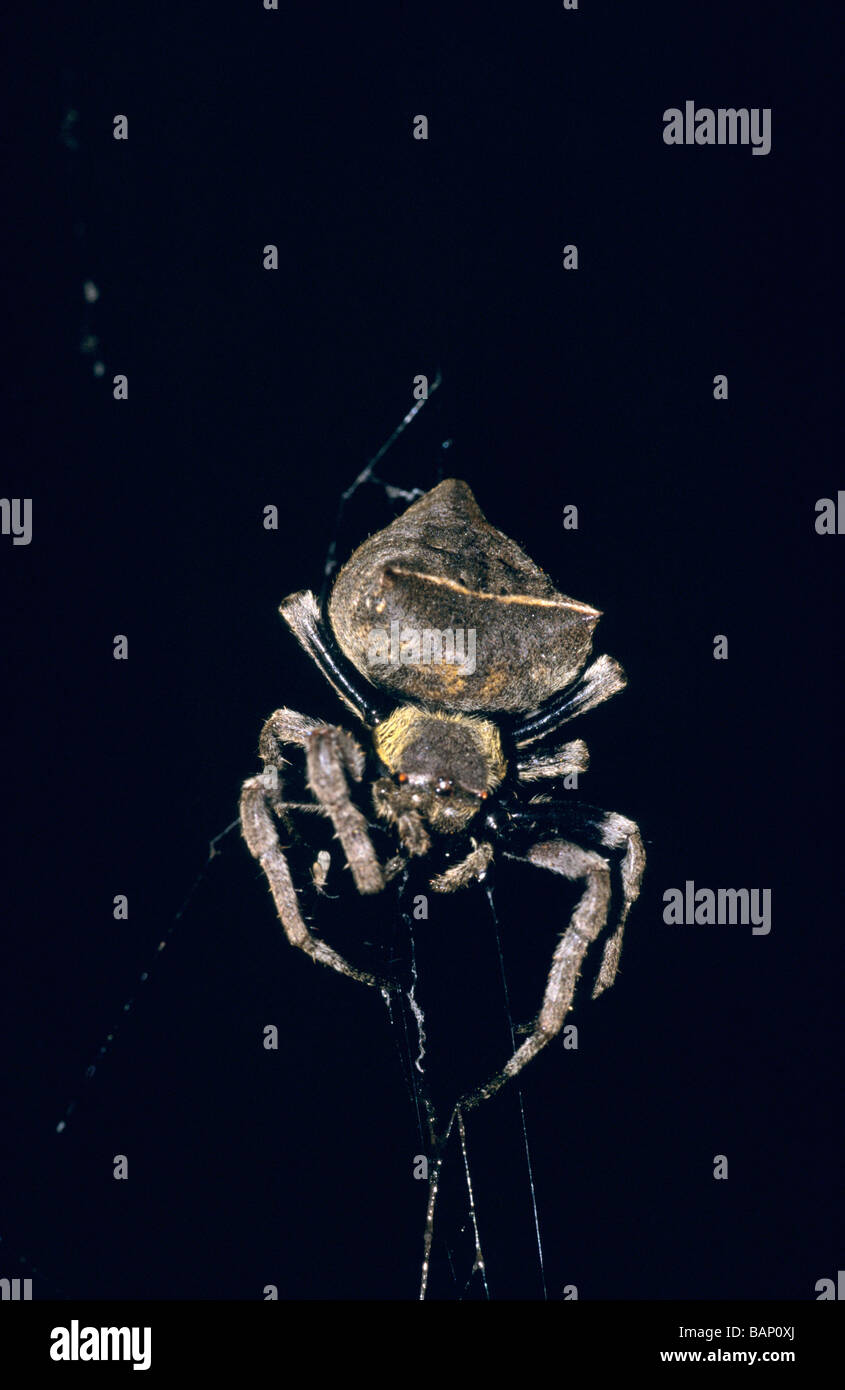 Spider from the Neo Sacana family Stock Photo - Alamy