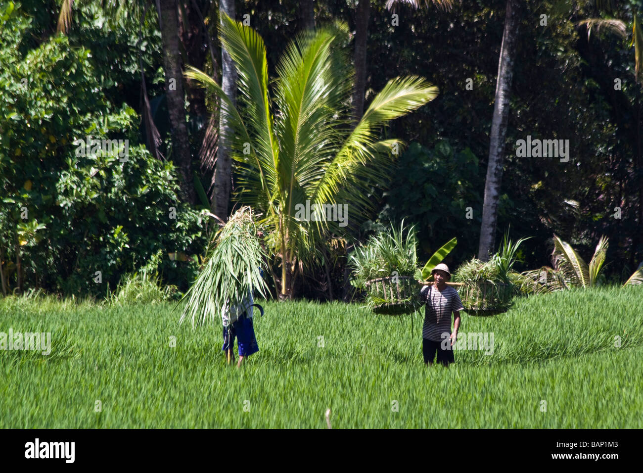 Balines paddy farmer fully laden on rice fields in Ubud Bali Indonesia Stock Photo