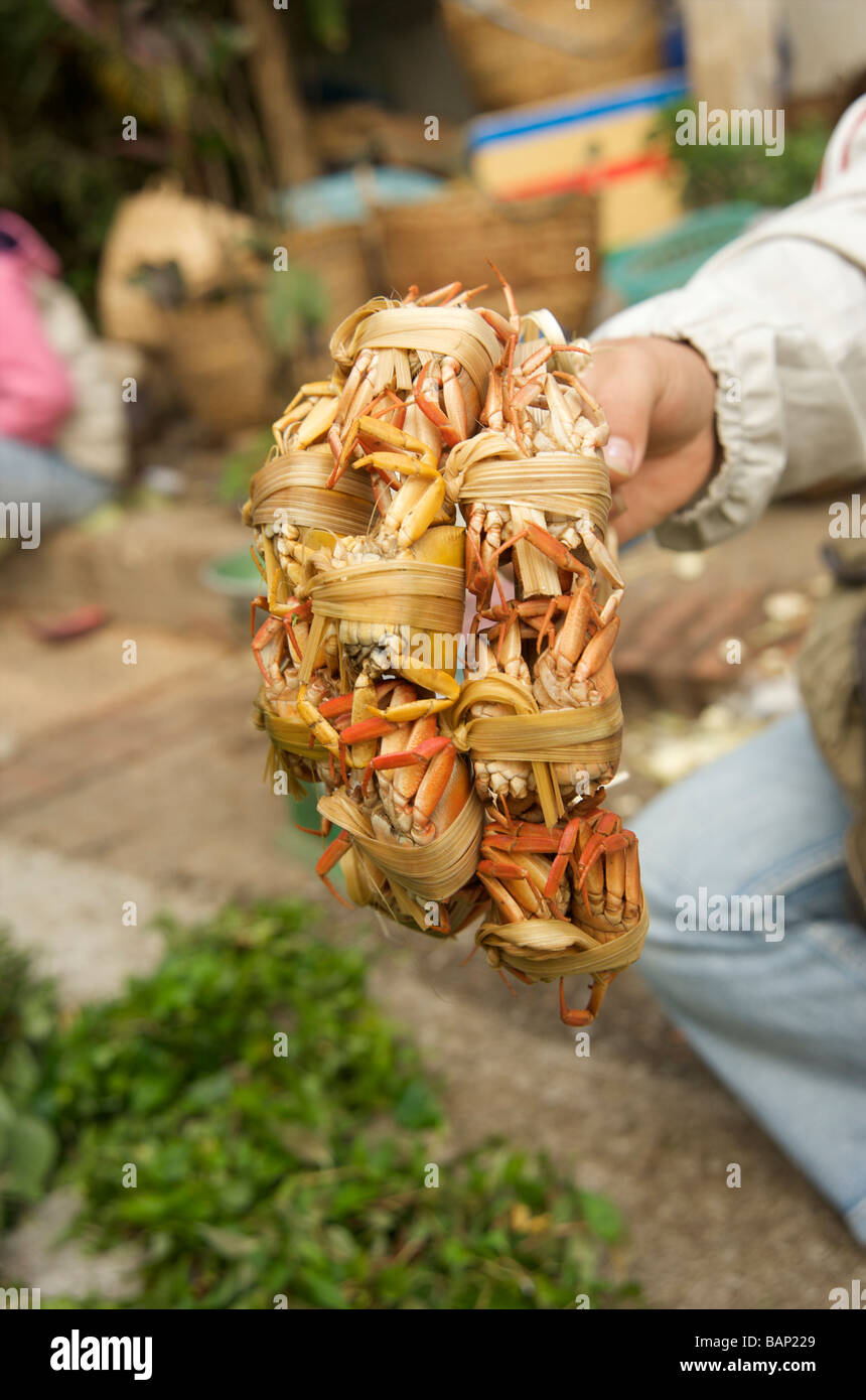 A close up of trussed up cooked crabs on a bamboo ring for sale in Luang Prabang market Laos Stock Photo