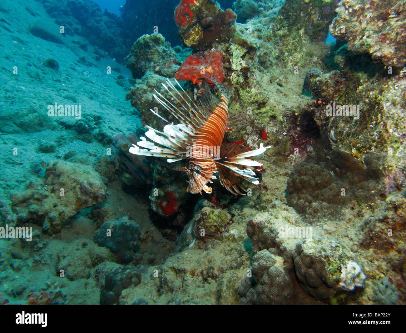 Red sea Lion fish Belongs to the family Scorpaenidae. Stock Photo